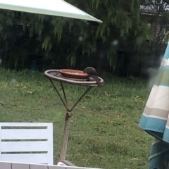 Macropygia phasianella (Brown Cuckoo-dove) at Cunjurong Point, NSW - 24 Mar 2020 by Tanya