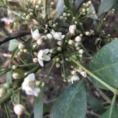 Synoum glandulosum (Scentless Rosewood) at Red Head Villages Bushcare - 18 Mar 2020 by Tanya