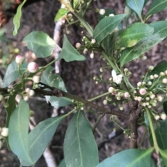 Synoum glandulosum at Cunjurong Point, NSW - 18 Mar 2020