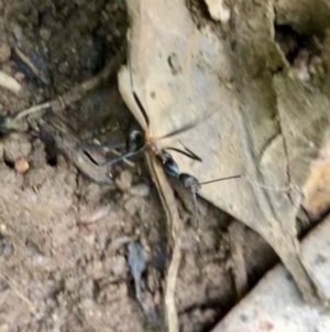 Leptomyrmex sp. (genus) at Wattamolla, NSW - 23 Mar 2020