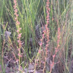 Haloragis heterophylla (Variable Raspwort) at Watson, ACT - 23 Mar 2020 by JaneR