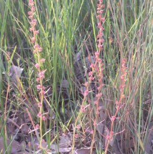 Haloragis heterophylla at Watson, ACT - 23 Mar 2020 06:12 PM