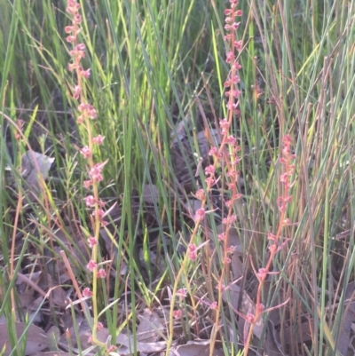 Haloragis heterophylla (Variable Raspwort) at Watson Woodlands - 23 Mar 2020 by JaneR