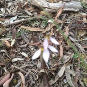 Eriochilus cucullatus at Hackett, ACT - 24 Mar 2020