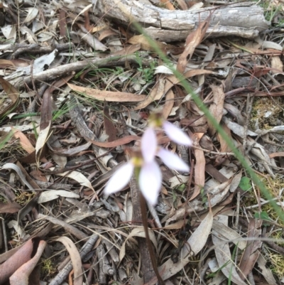 Eriochilus cucullatus (Parson's Bands) at Hackett, ACT - 23 Mar 2020 by petersan