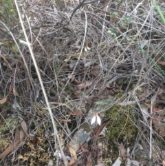 Eriochilus cucullatus at Hackett, ACT - 24 Mar 2020