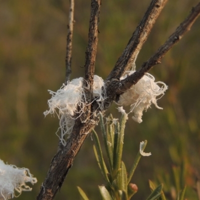 Callococcus acaciae (Burgan woolly scale) at Paddys River, ACT - 29 Dec 2019 by michaelb