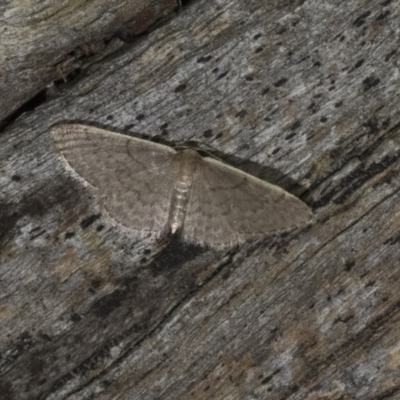 Idaea (genus) (A Geometer Moth) at Black Mountain - 9 Nov 2017 by GlennCocking