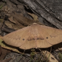 Monoctenia falernaria (Patched Leaf Moth) at Mount Clear, ACT - 19 Feb 2018 by GlennCocking