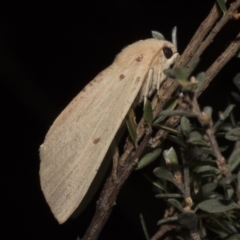 Plesanemma fucata (Lemon Gum Moth) at Paddys River, ACT - 16 Mar 2018 by GlennCocking