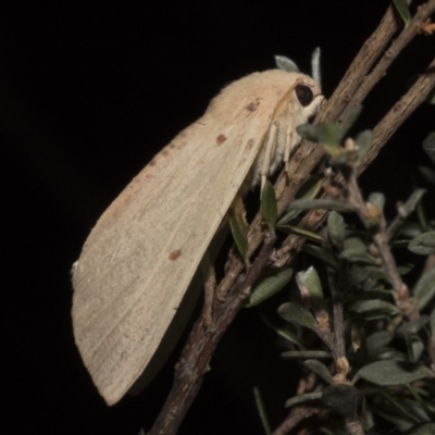 Plesanemma fucata (Lemon Gum Moth) at Paddys River, ACT - 16 Mar 2018 by GlennCocking