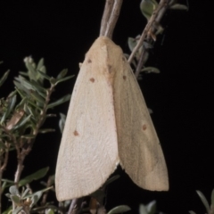 Plesanemma fucata at Paddys River, ACT - 16 Mar 2018