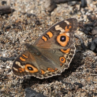 Junonia villida (Meadow Argus) at Rosedale, NSW - 22 Mar 2020 by jb2602