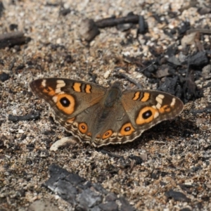 Junonia villida at Rosedale, NSW - 22 Mar 2020