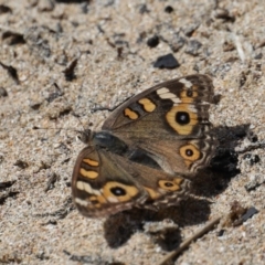 Junonia villida (Meadow Argus) at Rosedale, NSW - 22 Mar 2020 by jb2602