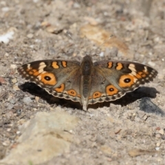 Junonia villida at Rosedale, NSW - 22 Mar 2020