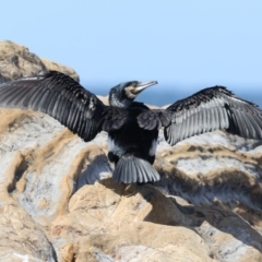 Phalacrocorax carbo (Great Cormorant) at Rosedale, NSW - 22 Mar 2020 by jb2602