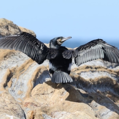 Phalacrocorax carbo (Great Cormorant) at Rosedale, NSW - 22 Mar 2020 by jb2602