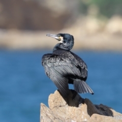 Phalacrocorax carbo at Rosedale, NSW - 22 Mar 2020 11:44 AM