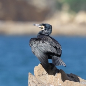 Phalacrocorax carbo at Rosedale, NSW - 22 Mar 2020