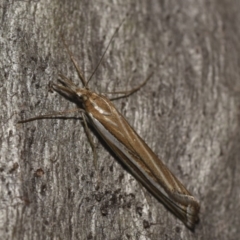 Hednota species near grammellus (Pyralid or snout moth) at Black Mountain - 22 Apr 2018 by GlennCocking