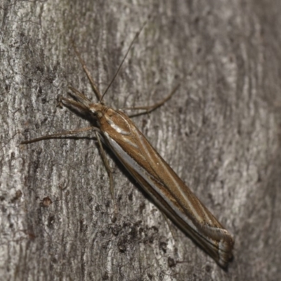 Hednota species near grammellus (Pyralid or snout moth) at Hackett, ACT - 22 Apr 2018 by GlennCocking