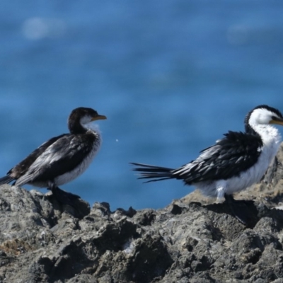 Microcarbo melanoleucos (Little Pied Cormorant) at Rosedale, NSW - 22 Mar 2020 by jb2602