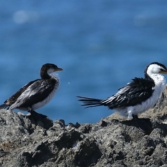 Microcarbo melanoleucos (Little Pied Cormorant) at Batemans Marine Park - 22 Mar 2020 by jbromilow50
