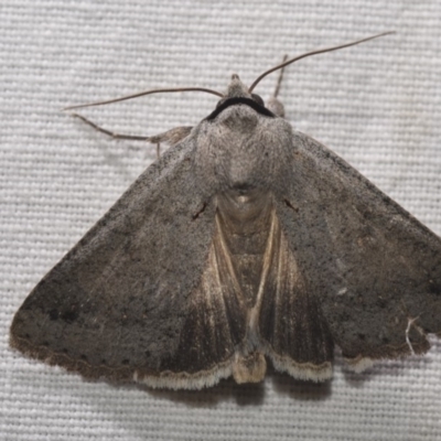 Pantydia sparsa (Noctuid Moth) at Hackett, ACT - 15 Apr 2018 by GlennCocking