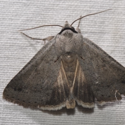 Pantydia sparsa (Noctuid Moth) at Hackett, ACT - 14 Apr 2018 by GlennCocking