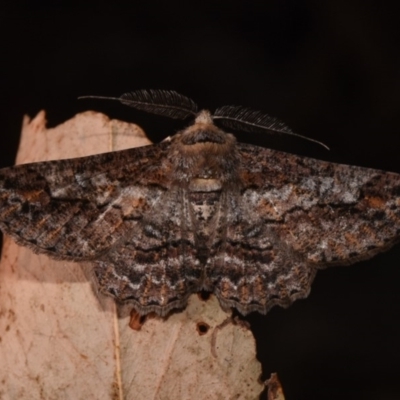 Cleora displicata (A Cleora Bark Moth) at Paddys River, ACT - 10 Nov 2018 by GlennCocking