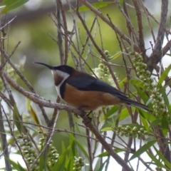 Acanthorhynchus tenuirostris (Eastern Spinebill) at Black Range, NSW - 24 Mar 2020 by MatthewHiggins