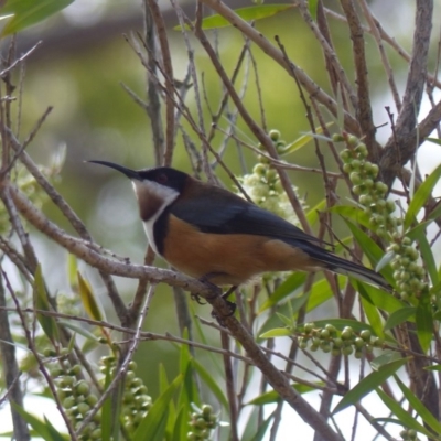 Acanthorhynchus tenuirostris (Eastern Spinebill) at Black Range, NSW - 24 Mar 2020 by MatthewHiggins