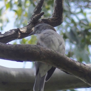 Colluricincla harmonica at Black Range, NSW - 24 Mar 2020