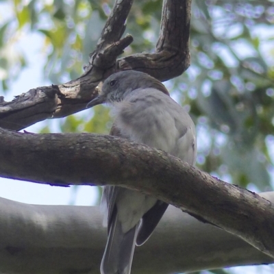 Colluricincla harmonica (Grey Shrikethrush) at Black Range, NSW - 24 Mar 2020 by MatthewHiggins