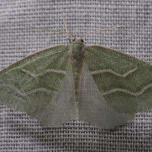 Euloxia meandraria at Paddys River, ACT - 16 Mar 2018 12:00 AM