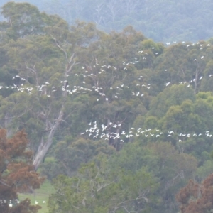 Cacatua sanguinea at Bega, NSW - 24 Mar 2020