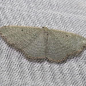 Poecilasthena pulchraria at Paddys River, ACT - 16 Mar 2018 12:00 AM