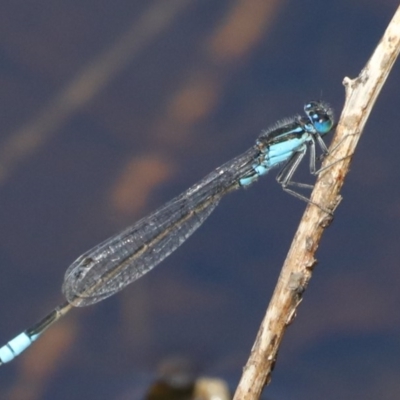 Ischnura heterosticta (Common Bluetail Damselfly) at Rosedale, NSW - 22 Mar 2020 by jb2602