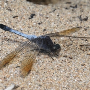 Orthetrum caledonicum at Rosedale, NSW - 22 Mar 2020