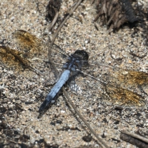 Orthetrum caledonicum at Rosedale, NSW - 22 Mar 2020