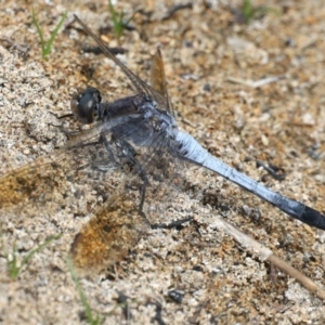 Orthetrum caledonicum at Rosedale, NSW - 22 Mar 2020