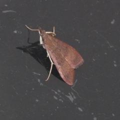 Uresiphita ornithopteralis (Tree Lucerne Moth) at Higgins, ACT - 22 Mar 2020 by AlisonMilton