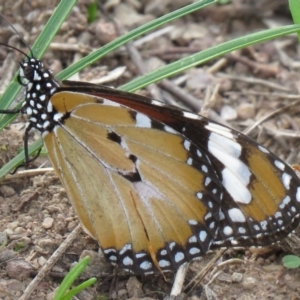 Danaus petilia at Symonston, ACT - 24 Mar 2020 08:06 AM