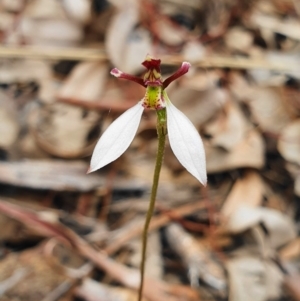 Eriochilus cucullatus at Hackett, ACT - 24 Mar 2020