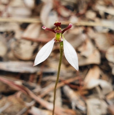 Eriochilus cucullatus (Parson's Bands) at Hackett, ACT - 24 Mar 2020 by shoko