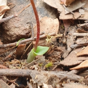 Eriochilus cucullatus at Hackett, ACT - 24 Mar 2020