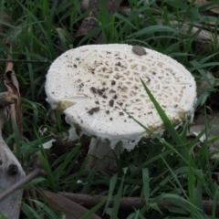 Amanita sp. (Amanita sp.) at Symonston, ACT - 24 Mar 2020 by SandraH