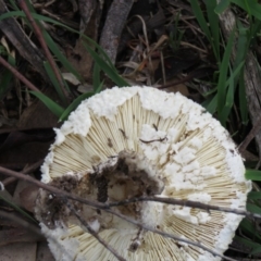 Amanita sp. at Symonston, ACT - 24 Mar 2020