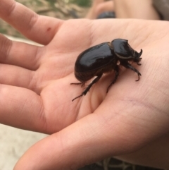 Dasygnathus sp. (genus) (Rhinoceros beetle) at Griffith, ACT - 24 Mar 2020 by alex_watt